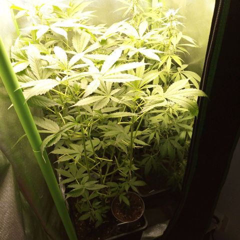 Chocolope*2 + Sherbet Queen 👑 growlog photo: Damn plants won't stop growing.😭
Buds of nr1 look fine.