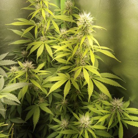 Chocolope*2 + Sherbet Queen 👑 growlog photo: They almost hit the lamp🤔
No burn on the leaves. Long live LED lamps