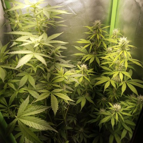 Chocolope*2 + Sherbet Queen 👑 growlog photo: They almost hit the lamp🤔
No burn on the leaves. Long live LED lamps