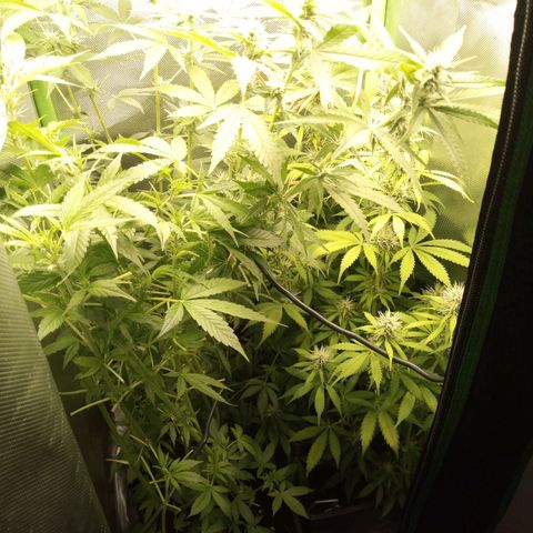 Chocolope*2 + Sherbet Queen 👑 growlog photo: Overgrown. So that's what happens when you change the light schedule to early.