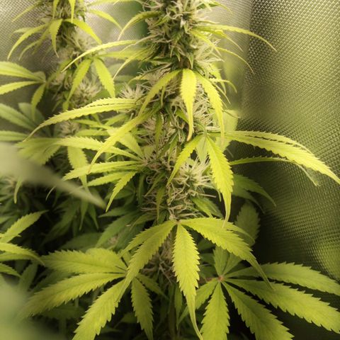Chocolope*2 + Sherbet Queen 👑 growlog photo: Overgrown. So that's what happens when you change the light schedule to early.