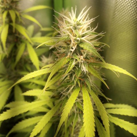 Chocolope*2 + Sherbet Queen 👑 growlog photo: Choco nr1 