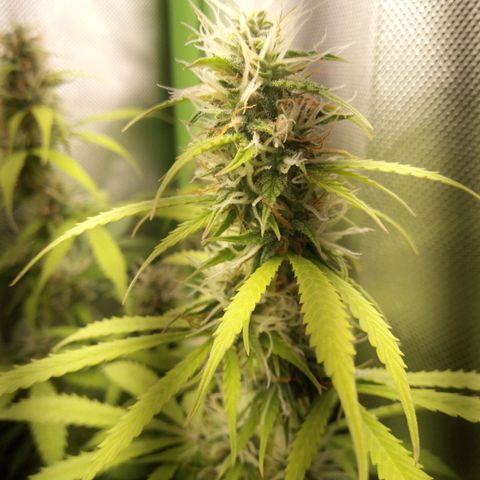 Chocolope*2 + Sherbet Queen 👑 growlog photo: Choco nr1 