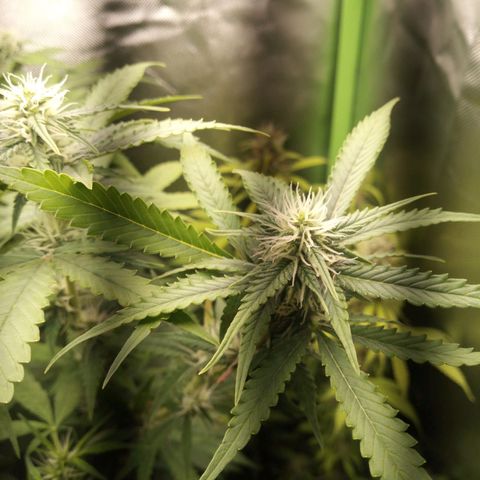 Chocolope*2 + Sherbet Queen 👑 growlog photo: Sherbet queen