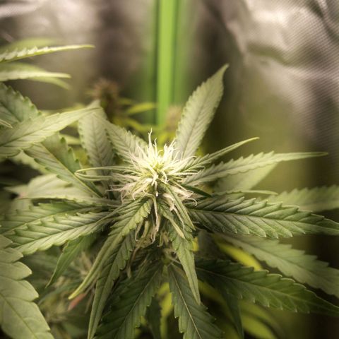 Chocolope*2 + Sherbet Queen 👑 growlog photo: Sherbet queen 