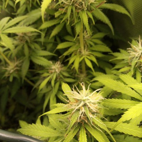 Chocolope*2 + Sherbet Queen 👑 growlog photo: Choco nr1 