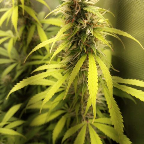 Chocolope*2 + Sherbet Queen 👑 growlog photo: Choco nr1 