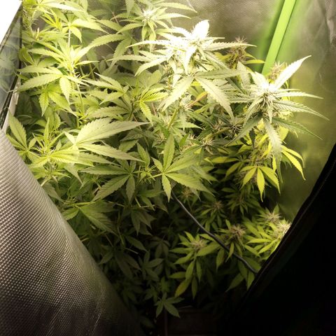 Chocolope*2 + Sherbet Queen 👑 growlog photo: Full tent