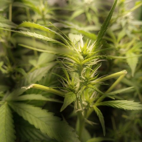 Chocolope*2 + Sherbet Queen 👑 growlog photo: Choco nr2
