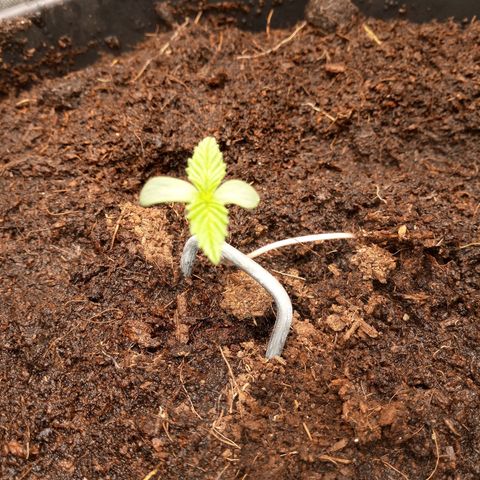 Aardbei Hoest growlog timeline photo