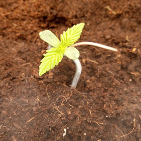 Aardbei Hoest growlog timeline photo