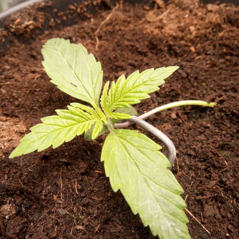 Aardbei Hoest growlog timeline photo