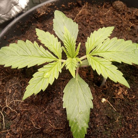 Aardbei Hoest growlog timeline photo