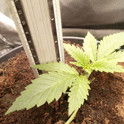 Aardbei Hoest growlog timeline photo