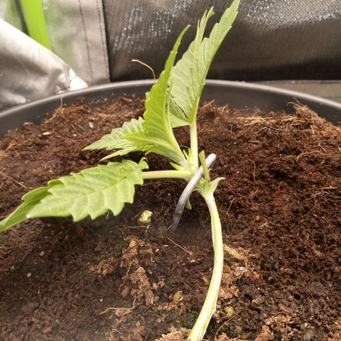 Aardbei Hoest growlog timeline photo