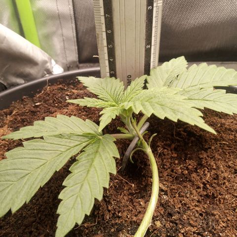 Aardbei Hoest growlog timeline photo