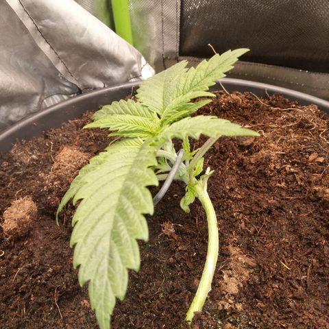 Aardbei Hoest growlog timeline photo