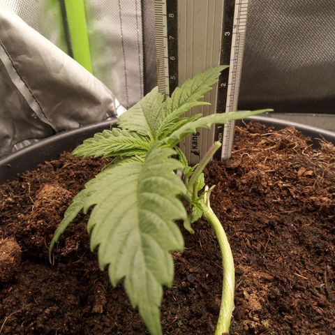 Aardbei Hoest growlog timeline photo