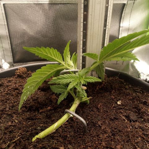 Aardbei Hoest growlog timeline photo