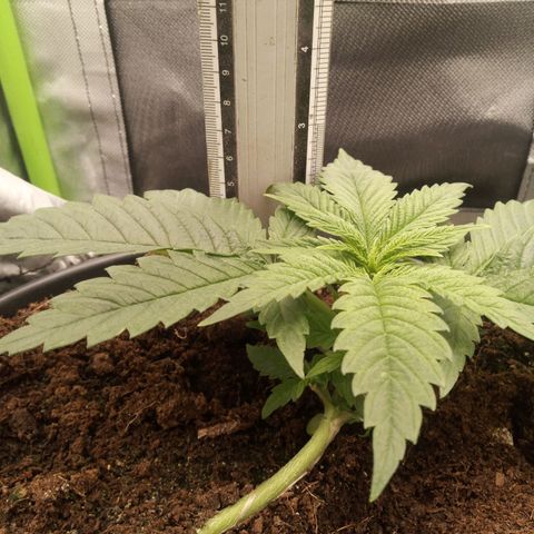 Aardbei Hoest growlog timeline photo