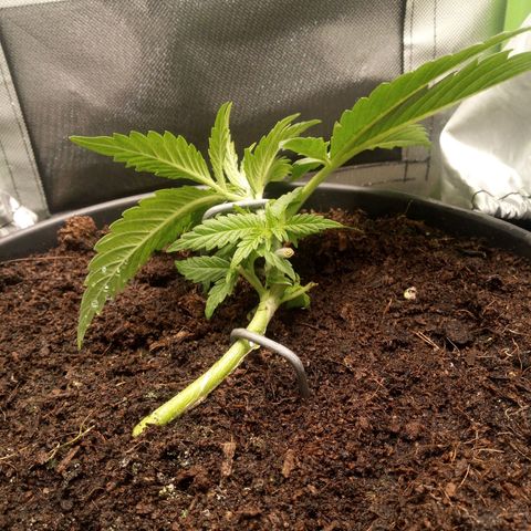 Aardbei Hoest growlog timeline photo