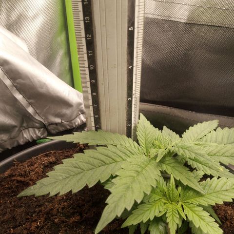 Aardbei Hoest growlog timeline photo