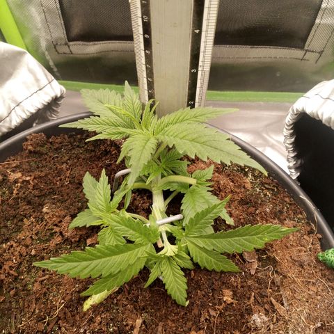 Aardbei Hoest growlog timeline photo