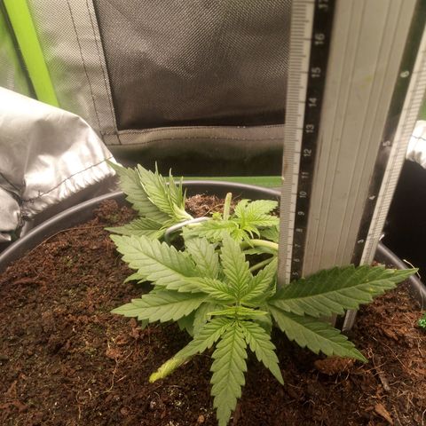 Aardbei Hoest growlog timeline photo
