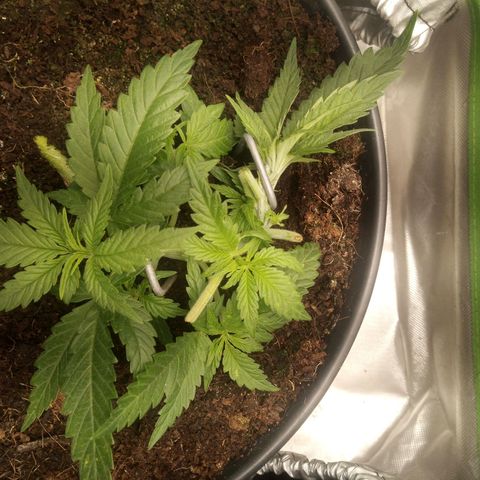 Aardbei Hoest growlog timeline photo