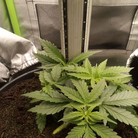 Aardbei Hoest growlog timeline photo
