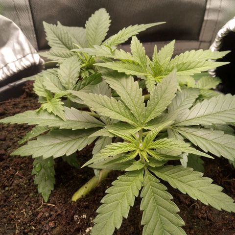 Aardbei Hoest growlog timeline photo