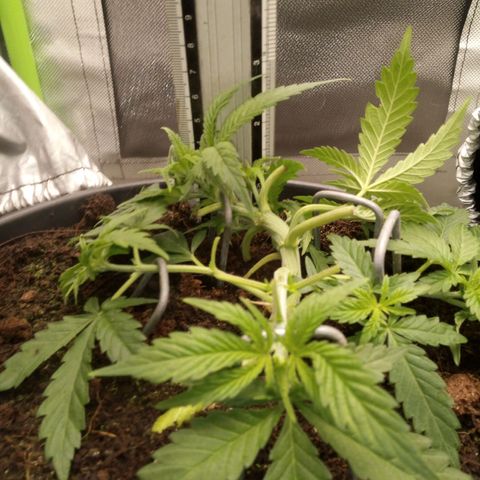Aardbei Hoest growlog timeline photo