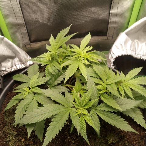 Aardbei Hoest growlog timeline photo