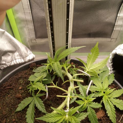 Aardbei Hoest growlog timeline photo