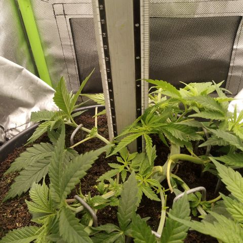 Aardbei Hoest growlog timeline photo