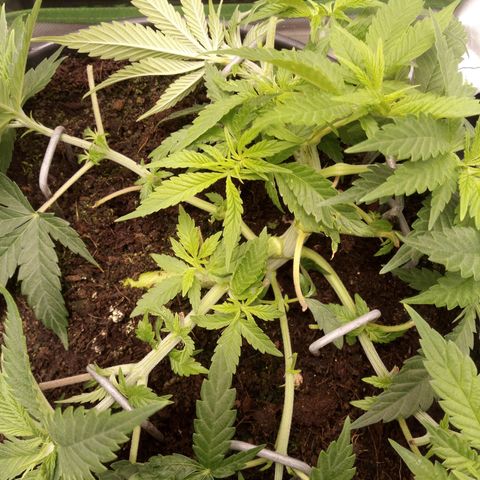 Aardbei Hoest growlog timeline photo