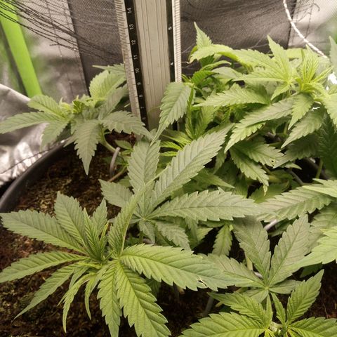 Aardbei Hoest growlog photo: Before 