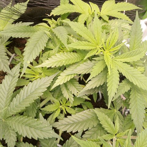 Aardbei Hoest growlog photo: Before 