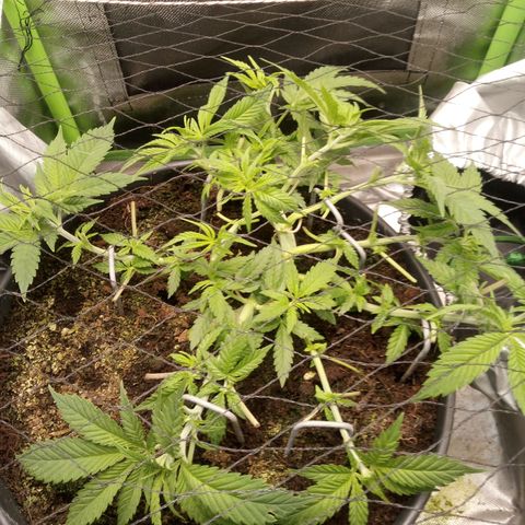 Aardbei Hoest growlog photo: After 