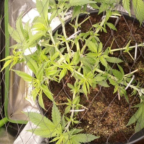 Aardbei Hoest growlog photo: After 