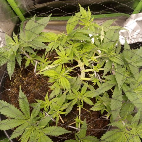 Aardbei Hoest growlog timeline photo