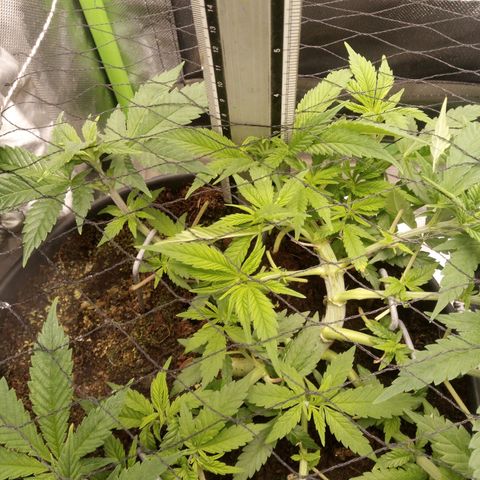 Aardbei Hoest growlog timeline photo