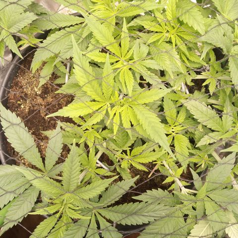 Aardbei Hoest growlog photo: Before 
