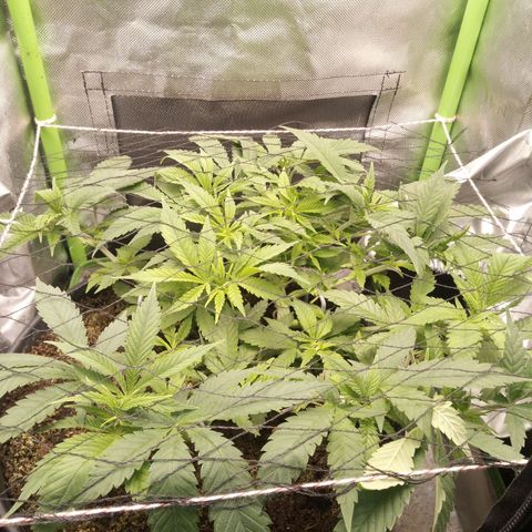 Aardbei Hoest growlog photo: Before 