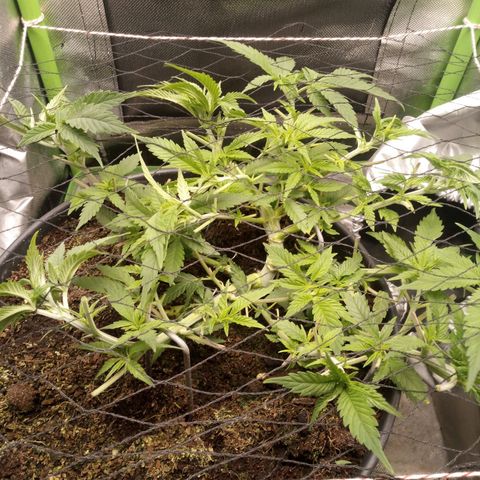 Aardbei Hoest growlog photo: After 