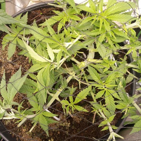 Aardbei Hoest growlog photo: After 