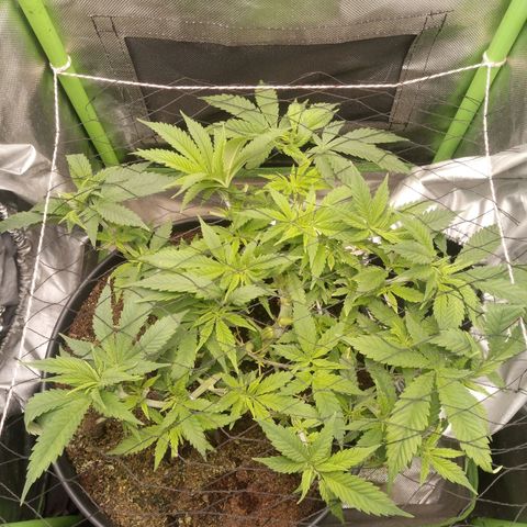 Aardbei Hoest growlog timeline photo