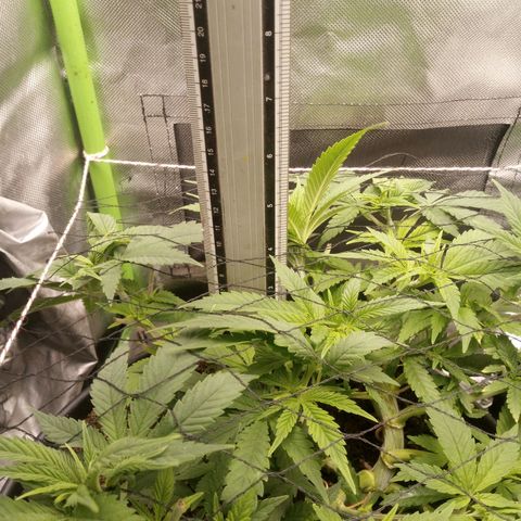 Aardbei Hoest growlog timeline photo