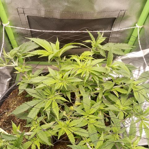 Aardbei Hoest growlog timeline photo