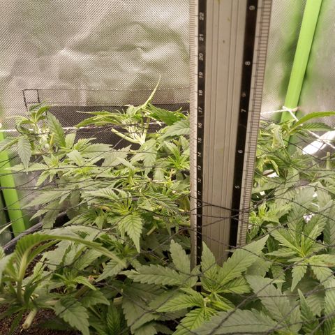 Aardbei Hoest growlog photo: After only
